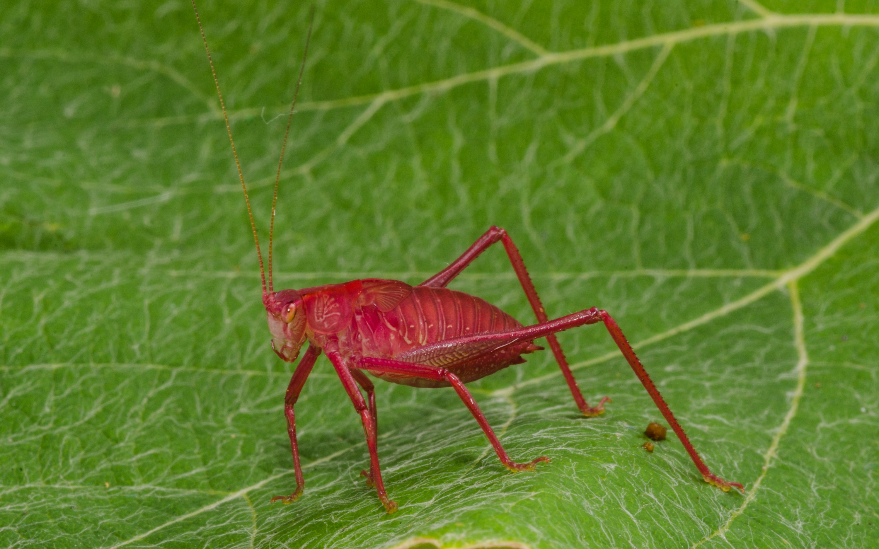 DSC_0645 – Caedicia simplex, Crispin, Katydid, insect, new, nz, zealand, JAN17